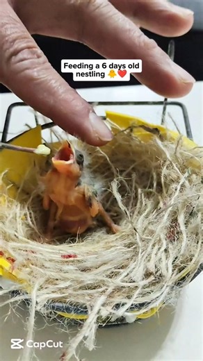 Feeding a 6 days old canary bird nestling 🐥❤️