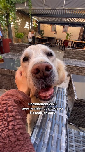 Chuck Golden Retriever on Instagram: "Il y a onze ans, il tenait dans mes bras. Aujourd’hui, il tient encore mon cœur, exactement au même endroit. On ne nous dit jamais ce que ça veut vraiment dire, “grandir avec un chien”. On parle des premières bêtises, des promenades, des photos mignonnes. On parle moins des nuits à écouter respirer, des matins où le simple fait de le voir ouvrir les yeux est déjà une victoire. Des années qui passent, discrètement, pendant que lui reste là, fidèle et entier. 