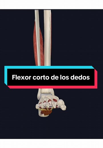 Flexor Corto de los Dedos: Anatomía y Función