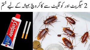 12K views · 123 reactions | Cockroach killer |homemade cockroach...
