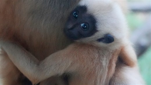 Akron Zoo to offer free admission for wearing blue. Here's why
