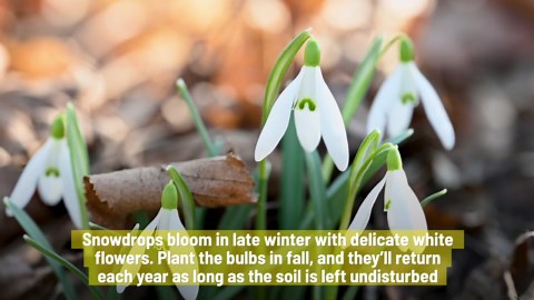 Brighten Your Garden With These Winter-Blooming Flowers