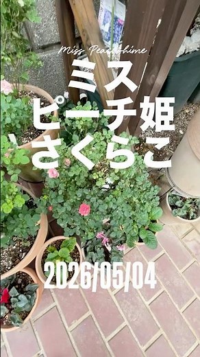 Miss Peach Hime Sakurako (May 4, 2026) A robust miniature rose with abundant, repeat-blooming flo...