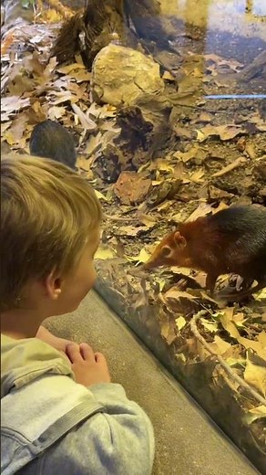 Things to do in Basel, Switzerland 🇨🇭 This Zoo is definitely worth a visit 🦩🙌🏻