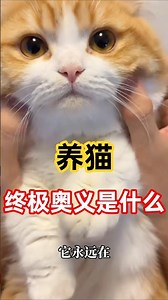 So, what is the ultimate secret to raising a cat?🐱 #peteducation #cat #pets #catdaily #cats #cute...