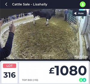 Lisahally Mart is LIVE https://app.marteye.ie/auctions/cZNSBrVljm33yP8LfW3A | MartEye