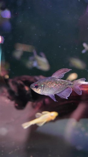 Diamond tetras are looking so sparkly and bright! 💎🐟 Have you kept these before? #diamondtetra #tetra #aquariumfish #aquarium #fishtank