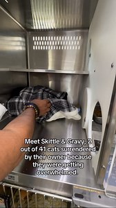 A lot of the cats that are removed from hoarding situations have a hard time at the shelter. For most of their lives, they have been accustomed to living a certain way; fighting for their food, not socialized, not loved. A lot of these cats struggle here and are overlooked because they come across as feral and aggressive. They will hiss, strike, and will not allow anyone to get close. Cats like Skittle (A566987) and Gravy (A567541), who were both removed from the same home along with forty other