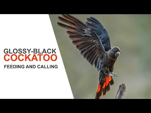 Australian Birds. Glossy Black Cockatoo family calling and feeding. .Australian Bird Media