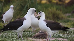 She's 74 — and expecting: Wisdom the albatross astounds once again