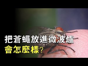 What happens if you put a fly in the microwave for 5 minutes?