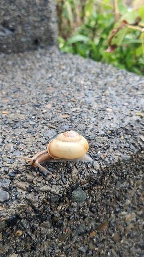 日本に800種類もいるといわれている「カタツムリ」。あなたの地域のカタツムリはどんなですか？高知県大月町柏島で出会ったカタツムリはこんな感じ。