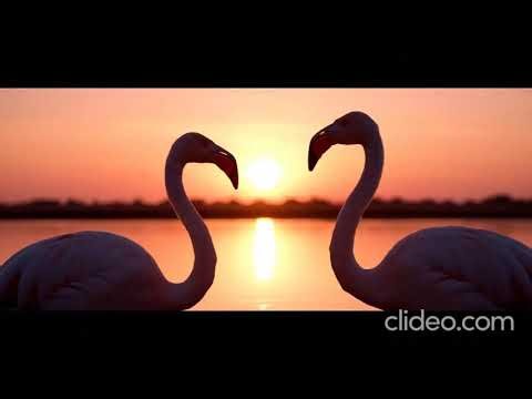 The Secret Life of Flamingos | Nature Documentary in 4K
