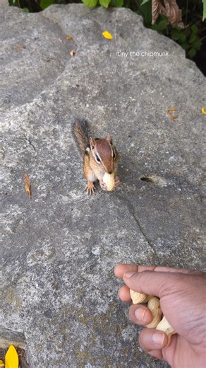 Treat collector on duty, no time to slack#parkchipmunk #friendly #chipmunk #treats