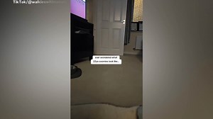 Senior Dog With Zoomies