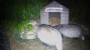 Nope it’s not gonna happen you’re not getting those big plumptious Badger bums through there! 🤣🦡🦡🐾🐾❤️ | Mr Lumpy & Friends.