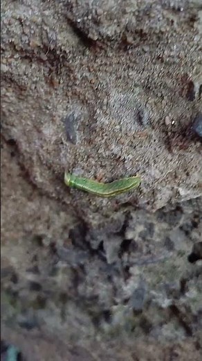 Oruga (larva del orden Lepidoptera)