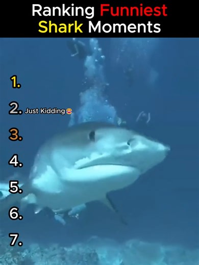 Ranking Funniest Shark Moments! #shark #funnymemes #animals #fyp #viral