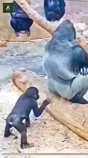Hilarious Gorilla Sniffs Stinky Monkey Poop