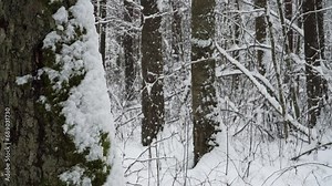Snow-covered tree trunk in a close-up, a snowy landscape in a forest with a blurry background. Winter moods. The shallow depth of view wintery scene in the wild wooded environment.