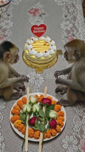 monkey stone paper sizer🐒 #trending #monkey #animalintelligence #viral #food #aianimals #funny