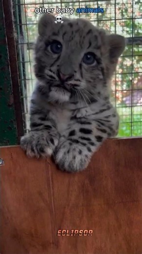 Cutest Baby Animals Ranking💯☠️😁 #top10 #Ranking #Ranked #BestOf #Viral #animals #cute #capybara