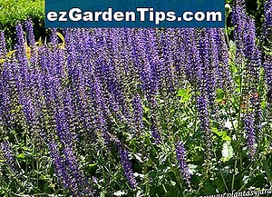 Cómo plantar Blue Hill Salvia 🌱 Tips Jardineros - Es.ezGardenTips.com