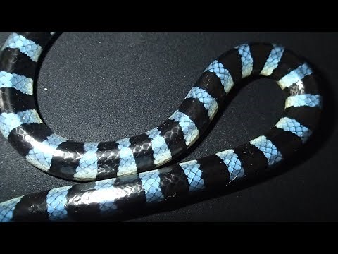 SNAKE DISCOVERY KRAIT! one of the most VENOMOUS SNAKES ASIA -2 STEP Snake SNAKE MAN Corey WILD! #37