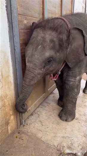 The cutest moments of baby elephants #elephant