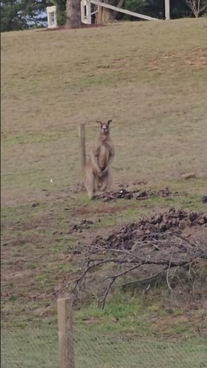 🦘 Kangaroos in the Australian Countryside | Country NSW #Wildlife