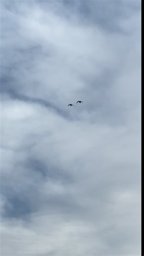 In SYNC falling from the heavens #waterfowl #hunting #fyp #geese #missouri