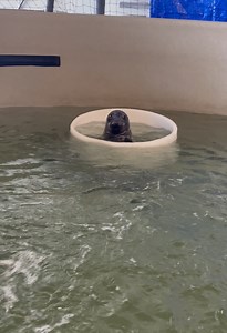 26K views · 544 reactions | Happy #sealsaturday!! Due to Black...