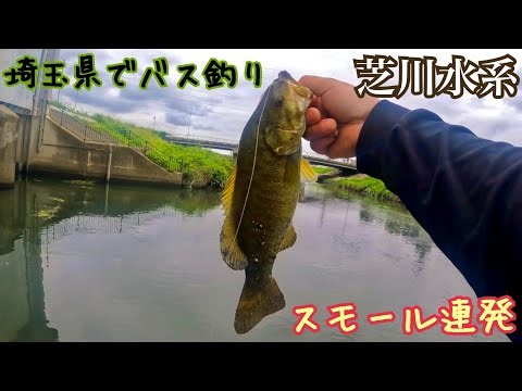 Bass Fishing in the Shibakawa River System (Smallmouth Bass) (Saitama Prefecture)