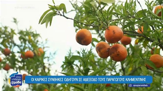 Αργολίδα: Οι καιρικές συνθήκες οδηγούν σε αδιέξοδο τους παραγωγούς κλεμεντίνης