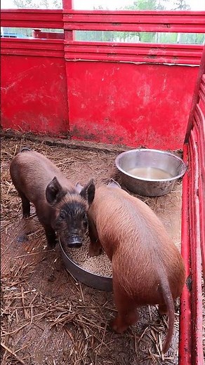 Baby Pigs Eating Like They've Never Seen Food Before #Piglets #Farm #Shorts