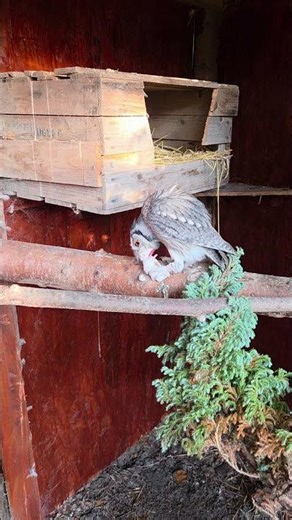 Owl eating a mouse #birds