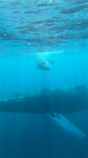 Melissa Groo on Instagram: "They say the sea is cold, but the sea contains the hottest blood of all, and the wildest, the most urgent… ~DH Lawrence Coming off a marvelous week on Silver Bank among humpback whales. It’s been more than two decades since I was here last. Such a joy to come with @ascullyphoto, and to see the wonder and awe of it all through her eyes too. Thank you for providing the best experience as always @_aquaticadventures. And thank you to the whales for always reconnecting me 