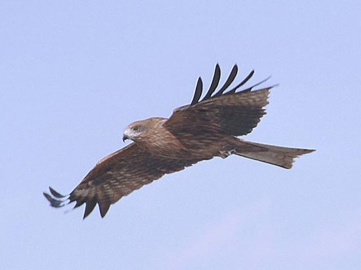 とんび 童謡・唱歌 歌詞と試聴