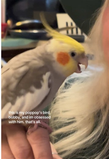 Poppop's Bird Bobby Steals Hearts