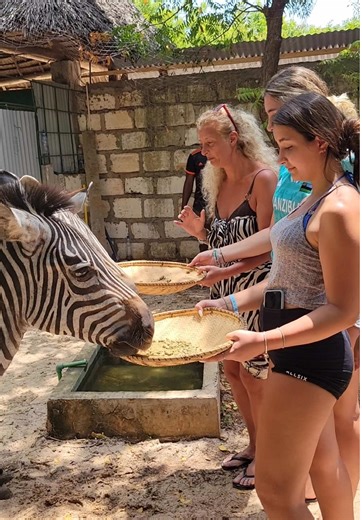 Zebra Feeding Daily • 08:00am Get up-close and handfeed our Grevy's zebras, an experience as unique as these strikingly-patterned animals. #barakanaturalaquarium#zanzibarexperience #tanzaniatiktok #kenyantiktok🇰🇪