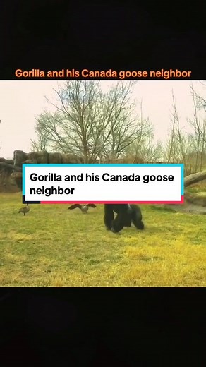 Gorilla and Canada Geese: Unlikely Zoo Neighbors
