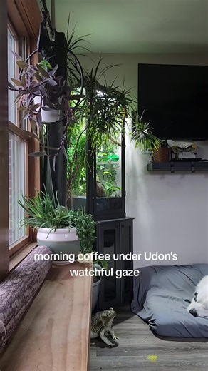 Creating a Beautiful Udon Terrarium with Tree Frogs