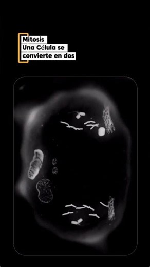 MITOSIS