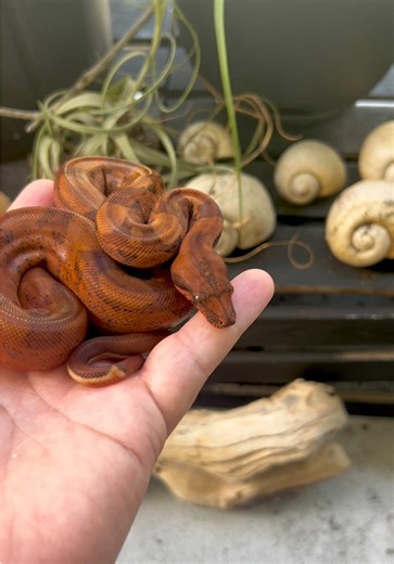 The red on this guy are just absolutely insane! Can’t wait to make some fire opals. #boa #boaconstrictor #snake #snakes #snakesoftiktok #fy #fyp