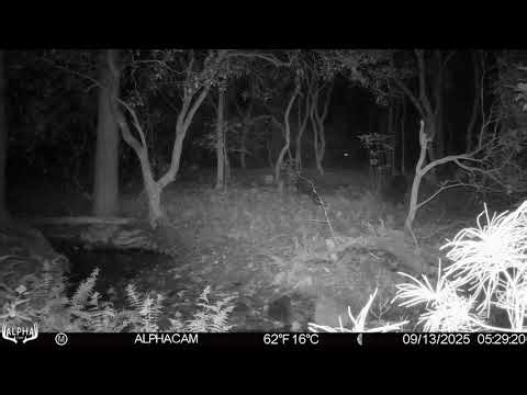 #Hogs rooting by the creek in Big Canoe, Georgia
