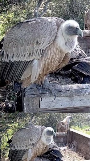 Dad Broods, Mom Stands Guard 🦅 | Watch This Closely