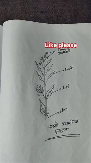 #how to draw mustard inflorescence explorer# viral #YouTube'sshort# mhacommunity