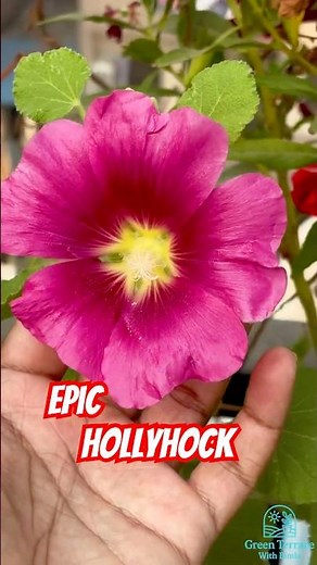 Hollyhock flowers in my garden!!!