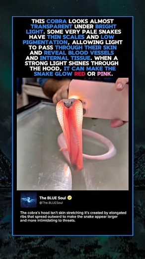 This Snake Looks Transparent Under Light 🐍✨