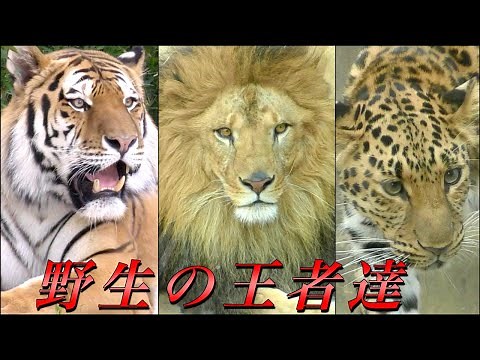 大型のネコ科動物たち全種〜ライオン･トラ･ジャガー･ヒョウ･ユキヒョウ･チーター･ピューマ〜